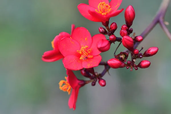 Peregrina (jatropha integerrima) — стоковое фото