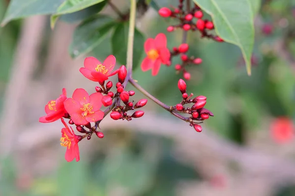 Peregrina (jatropha integerrima) — стоковое фото