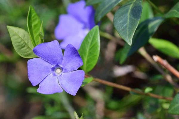 Kleiner Immergrün (vinca minor)) — Stockfoto