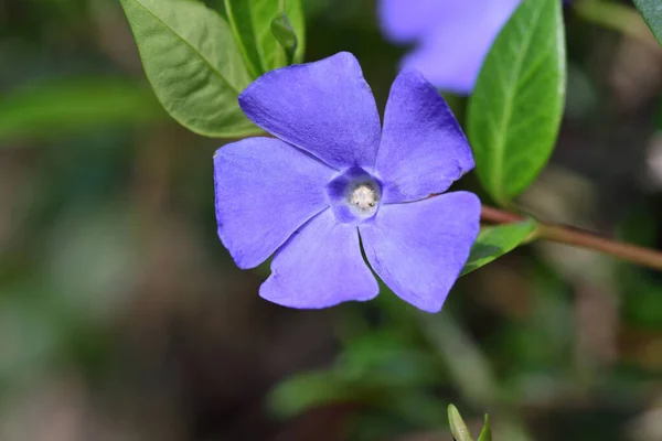 Lesser periwinkle (Vinca minor) — Stockfoto