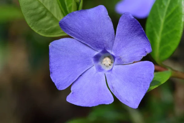 Kleine maagdenpalm (Vinca minor) — Stockfoto