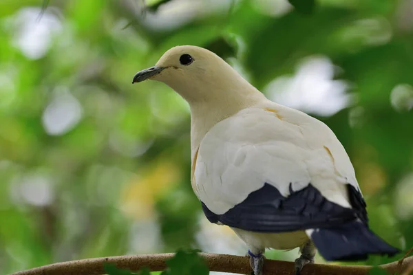 Pied imperial pigeon (Ducula bicolor) ) — стоковое фото