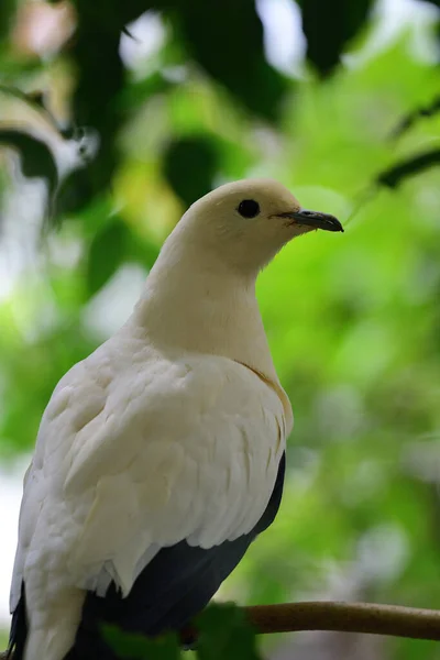 Pigeon impérial de Pied (Ducula bicolor ) — Photo
