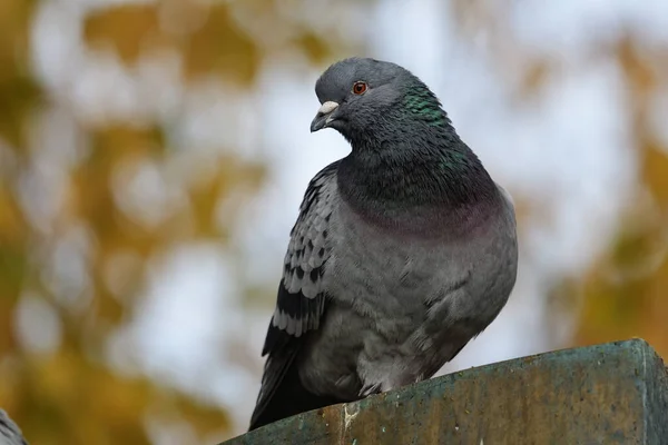 흔히 볼 수있는 비둘기 ( 칼럼 바 리비아 )) — 스톡 사진