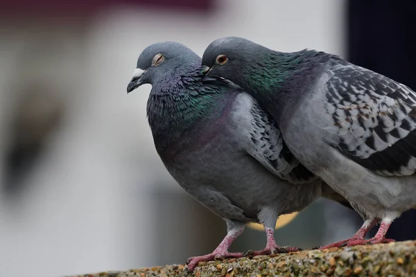 Paloma común (columba livia ) —  Fotos de Stock