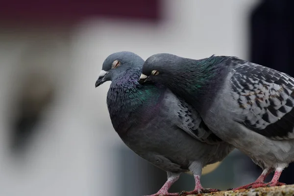 Pigeon commun (columba livia) ) — Photo