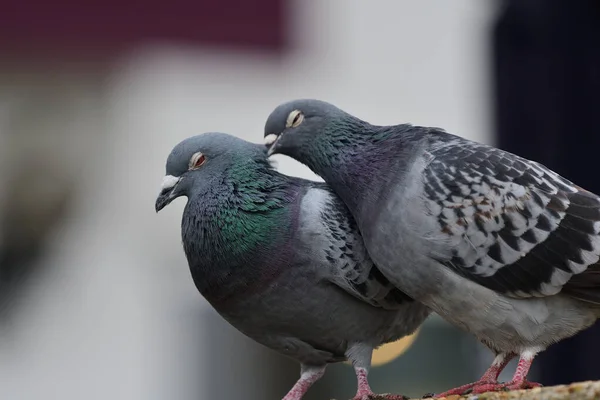 Taube (Columba livia)) — Stockfoto