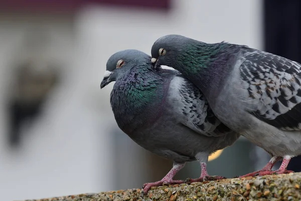 Genel güvercin (columba livia)