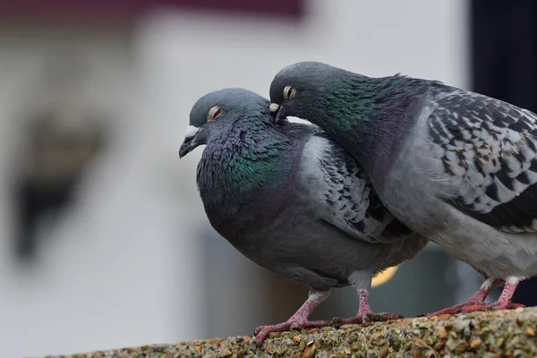 Pigeon commun (columba livia) ) — Photo