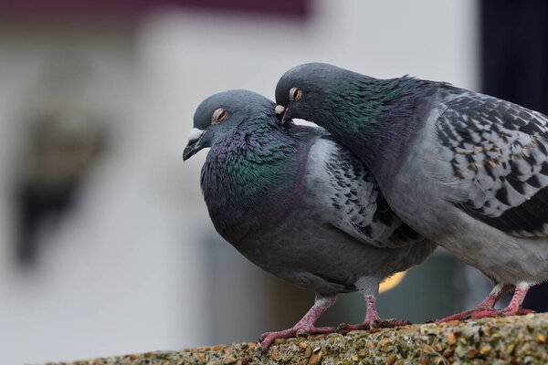 Common pigeon (columba livia)