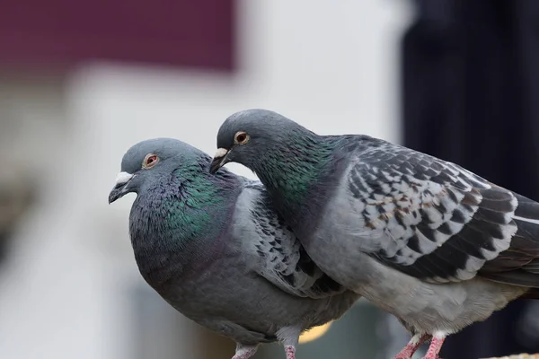 Taube (Columba livia)) — Stockfoto