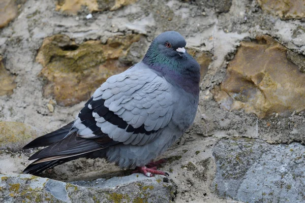 Pombo-comum (columba livia) ) — Fotografia de Stock