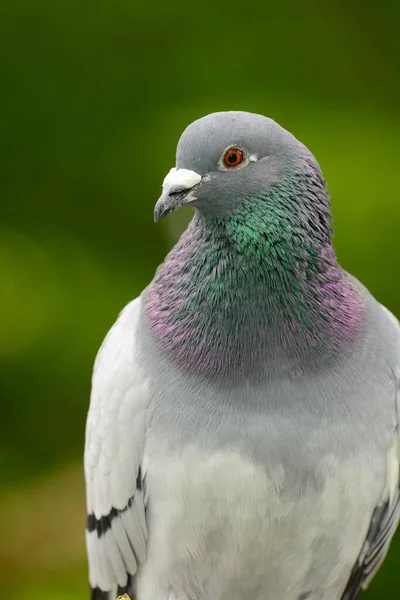 Retrato de pombo — Fotografia de Stock