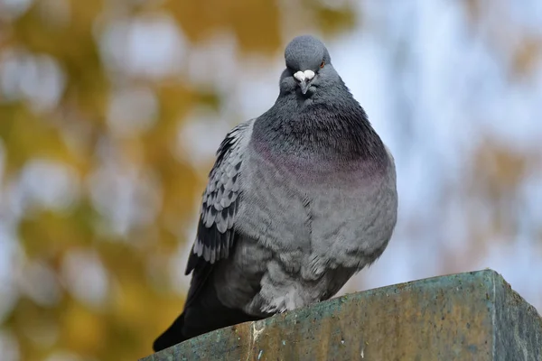 Common pigeon (columba livia) — Stock Photo, Image