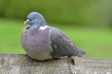 Genel odun güvercini (Columba palumbus)