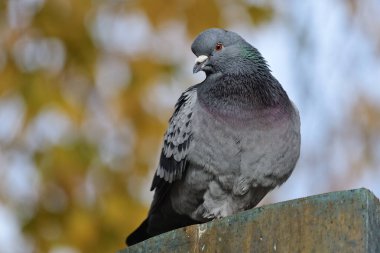 Genel güvercin (columba livia)