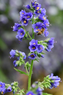 Polemonium caeruleum