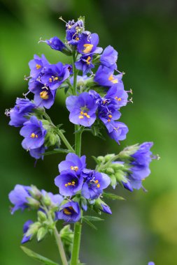 Polemonium caeruleum