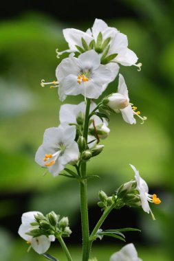 Polemonium caeruleum