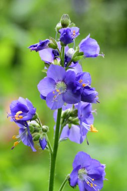 Polemonium caeruleum