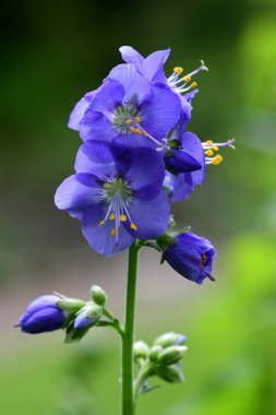 Polemonium caeruleum