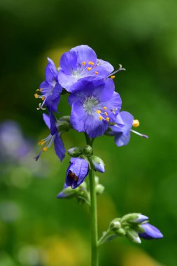 Polemonium caeruleum