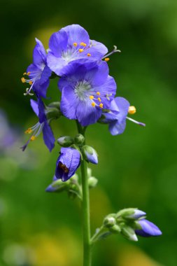 Polemonium caeruleum