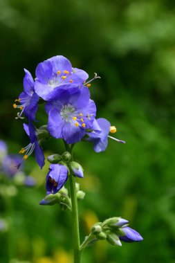 Polemonium caeruleum