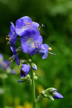 Polemonium caeruleum