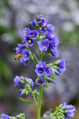 Polemonium caeruleum