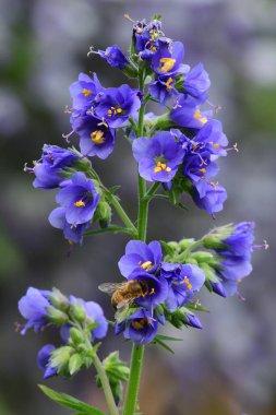 Polemonium caeruleum