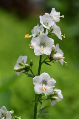 Polemonium caeruleum
