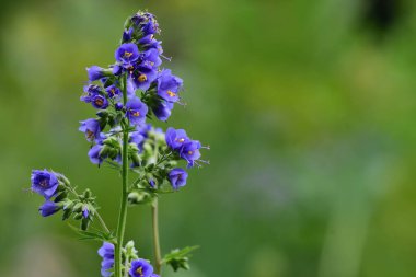 Polemonium caeruleum