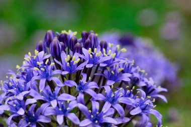 Portekiz squill 'i (scilla peruviana)