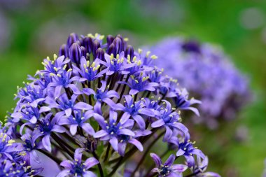 Portekiz squill 'i (scilla peruviana)
