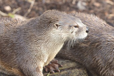Asyalı küçük pençeli su samuru (aonyx cinerea)