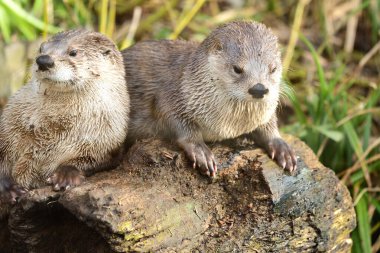 Asyalı küçük pençeli su samurları (aonyx cinerea)