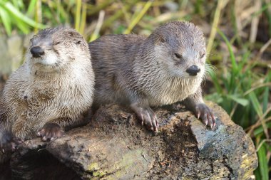 Doğulu kısa pençeli su samurları (aonyx cinerea)
