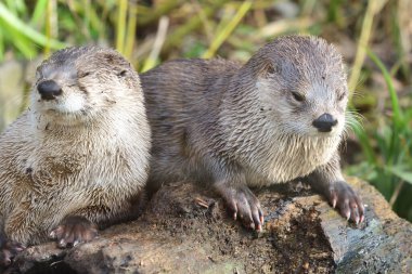 Asyalı küçük pençeli su samurları (aonyx cinerea)