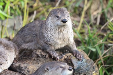 Asyalı küçük pençeli su samuru (aonyx cinerea)