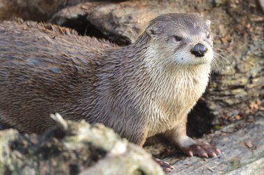 Asyalı küçük pençeli su samuru (aonyx cinerea)