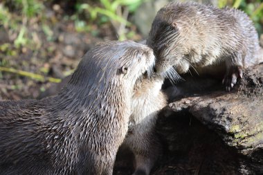 Asyalı küçük pençeli su samuru (aonyx cinerea)