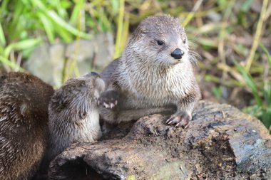 Asyalı küçük pençeli su samuru (aonyx cinerea)