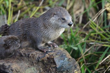 Asyalı küçük pençeli su samuru (aonyx cinerea)