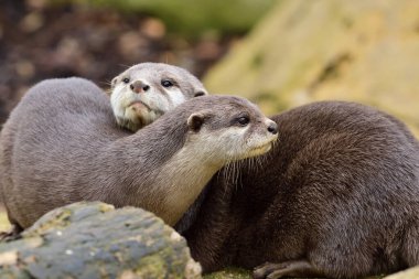 Asyalı küçük pençeli otter