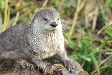 Asyalı küçük pençeli su samuru (aonyx cinerea)