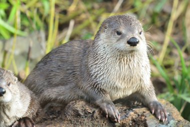 Asyalı küçük pençeli su samuru (aonyx cinerea)