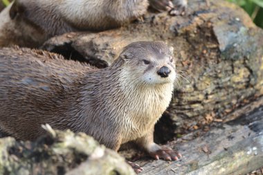 Doğulu kısa pençeli su samuru (aonyx cinerea)