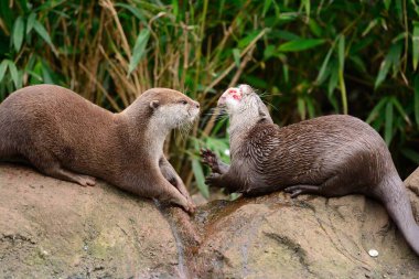 Asyalı küçük pençeli su samuru (aonyx cinerea)