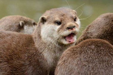 Doğulu kısa pençeli su samuru (aonyx cinerea)